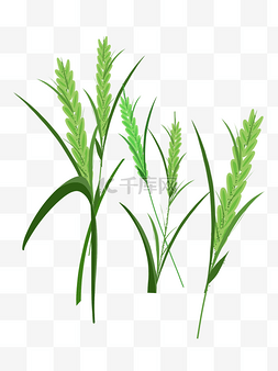 麦子绿色图片_绿色小麦麦穗