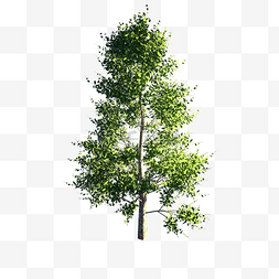 树绿色风景树大自然植物绿色树枝