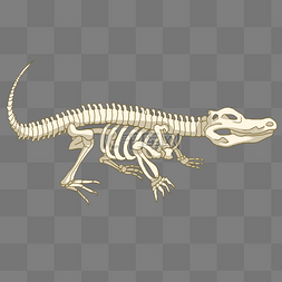白色鳄鱼骨骼