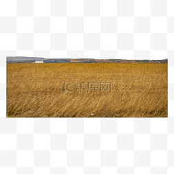 麦子麦田麦穗图片_金色的麦子地