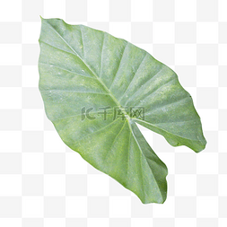 绿色植物香芋叶子