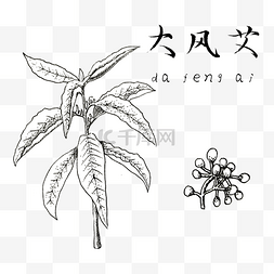 古药材图片_手绘彩色中药大风艾药材