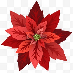 圣诞节一品红植物花朵