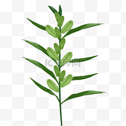 绿色芝麻植物