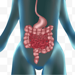 肠道图片_人体器官肠子