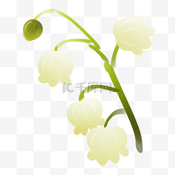 白色铃兰花卉