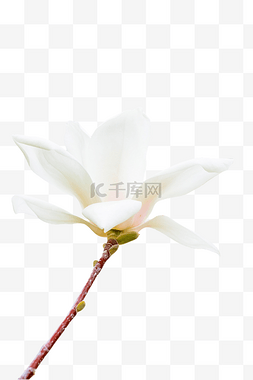 花卉玉兰花图片_白色玉兰花鲜花白玉兰