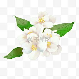白色漂亮鲜花