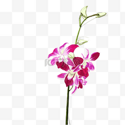 紫色花卉插画图片_紫色手绘兰花