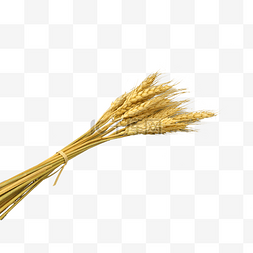 农作物麦子图片_小麦麦穗