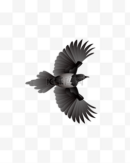 黑色的小鸟图片_黑色的小鸟