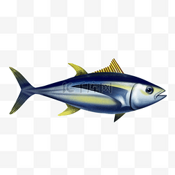 海洋生物金枪鱼