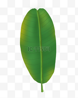 热带植物单片叶片PNG免抠