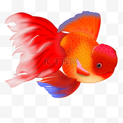 游鱼戏莲图片_红色金鱼动物