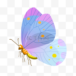 清新的蝴蝶装饰插画
