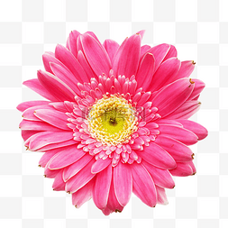 粉色花朵太阳花