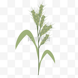 绿色水稻粮食