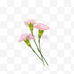 粉色康乃馨鲜花摄影实物母亲节