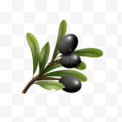 树写实手绘图片_手绘写实风格黑色橄榄