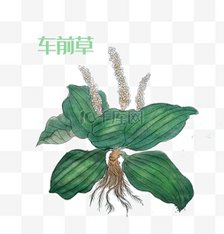 国画草图片_国画中药材车前草