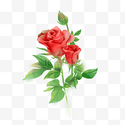 水彩红玫瑰花朵