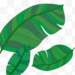 手绘植物芭蕉叶图片_夏季主题芭蕉叶大叶植物手绘绿叶