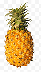 常见的水果之菠萝