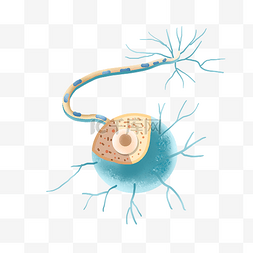 身体神经系统图片_蓝色神经体医学