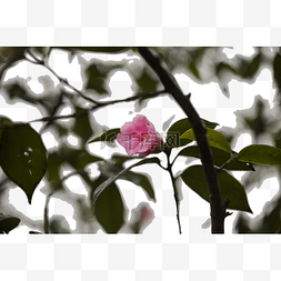 树枝上一朵粉色的小花
