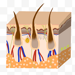 皮肤组织图片_皮肤组织毛发