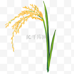 抱水稻水稻图片_鲜艳黄色稻米