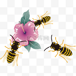 蜂蜜品种图片_蜜蜂