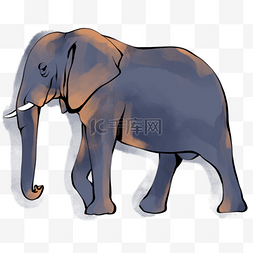 橙色水彩动物图片_水彩手绘蓝色大象板绘