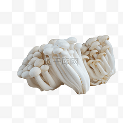 白玉菇蟹味菇图片_白玉菇食材