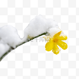 冬季雪景雪压迎春花花枝
