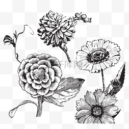 手绘线条花草植物图片_手绘素描花元素
