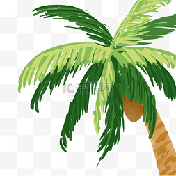 新鲜的椰子树免抠图