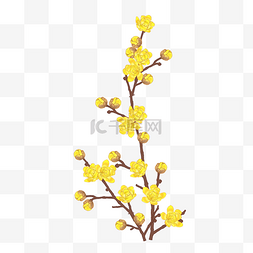 冬季黄色腊梅花枝