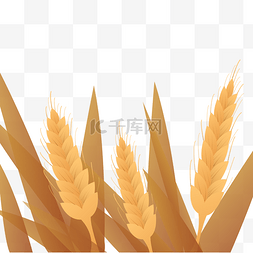 芒种时节图片_芒种节气麦子成熟