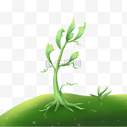 绿色植物的生长图片_发芽生长的绿色植物