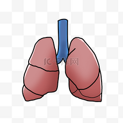 人体结构器官图片_人体结构器官肺