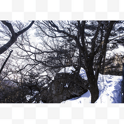 山白雪树木树林冬季