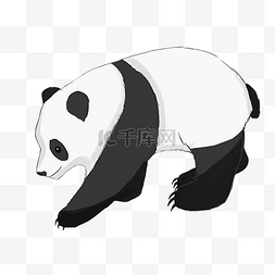 国宝动物大熊猫