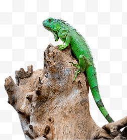 绿色动物蜥蜴