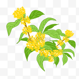 桂花树枝图片_桂花树枝素材-桂花树枝图片大全-千库网