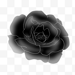 黑玫瑰花朵植物插画