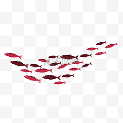 还的鱼群图片_红色漂亮鱼群