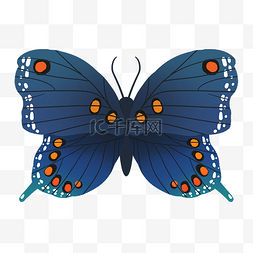 蓝色花纹蝴蝶插图