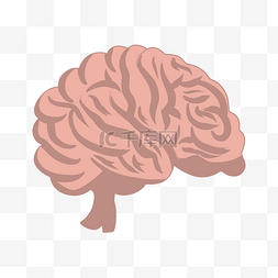 人体器官脑子插画
