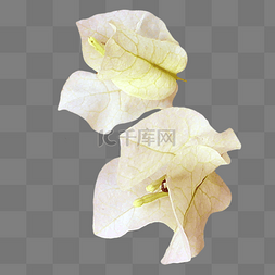实物花卉图片_白色三角梅